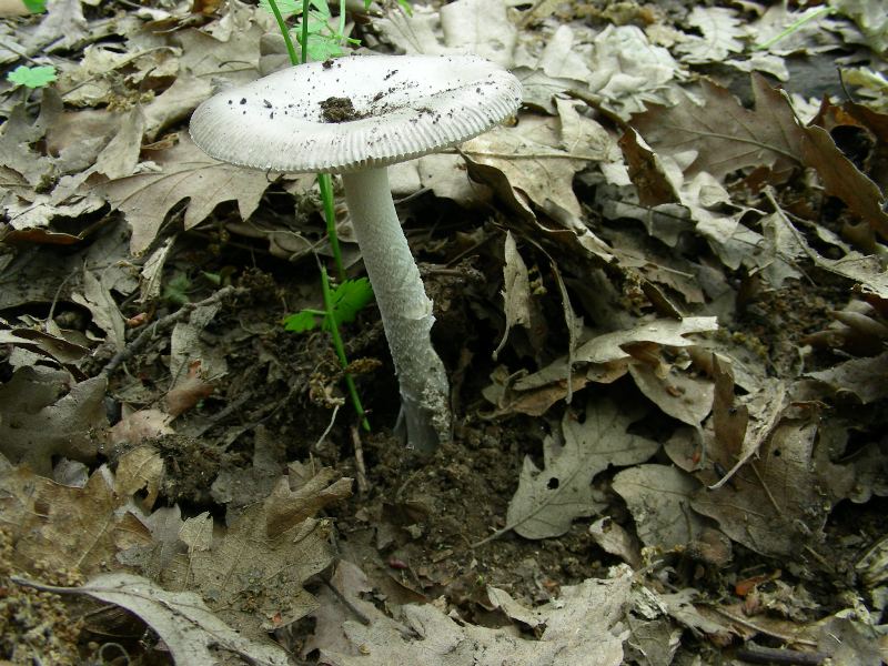 4) Fotografati il 12.06.2012. sotto Quercia (bosco asciutto)